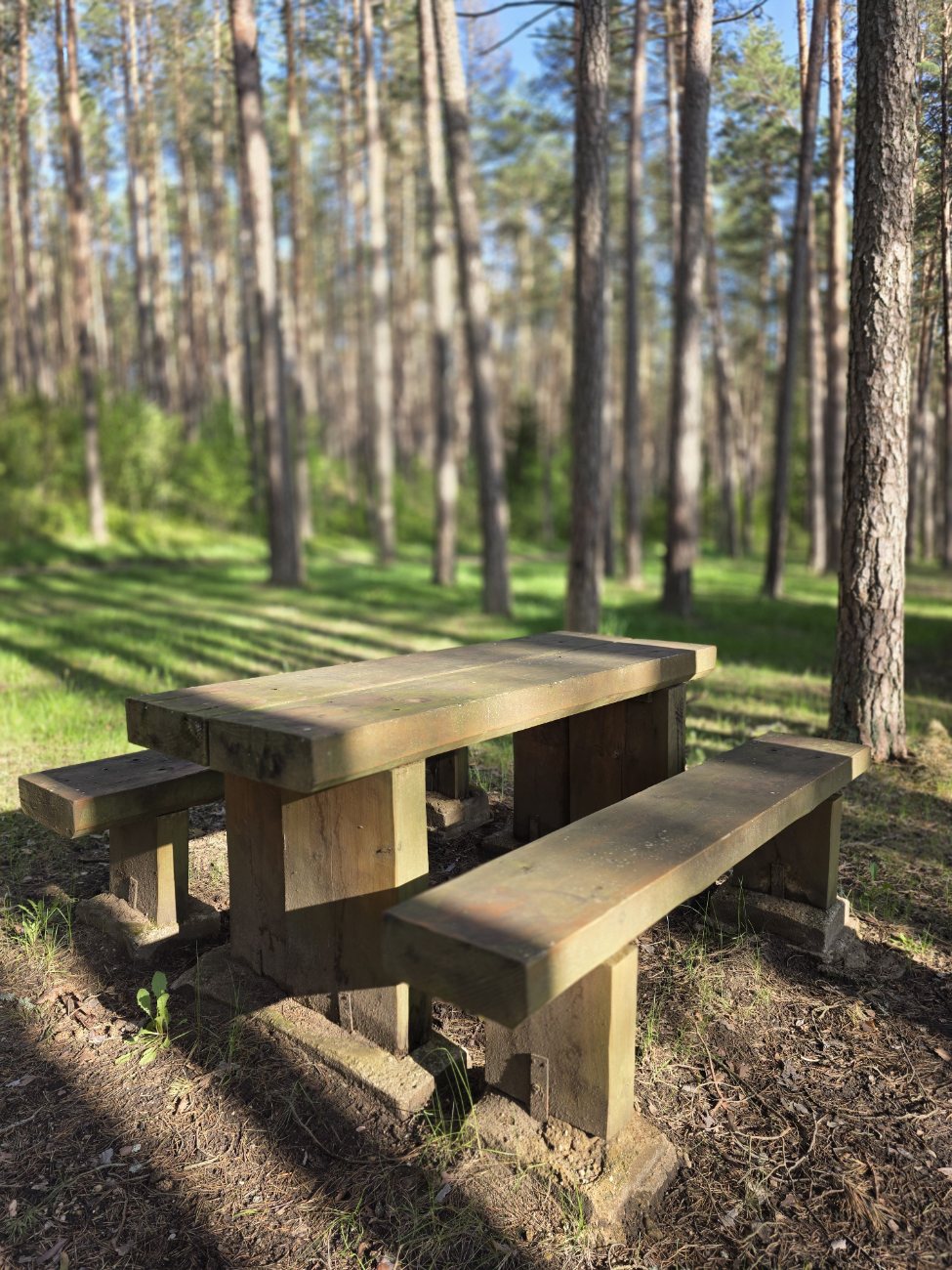 A table in the forest