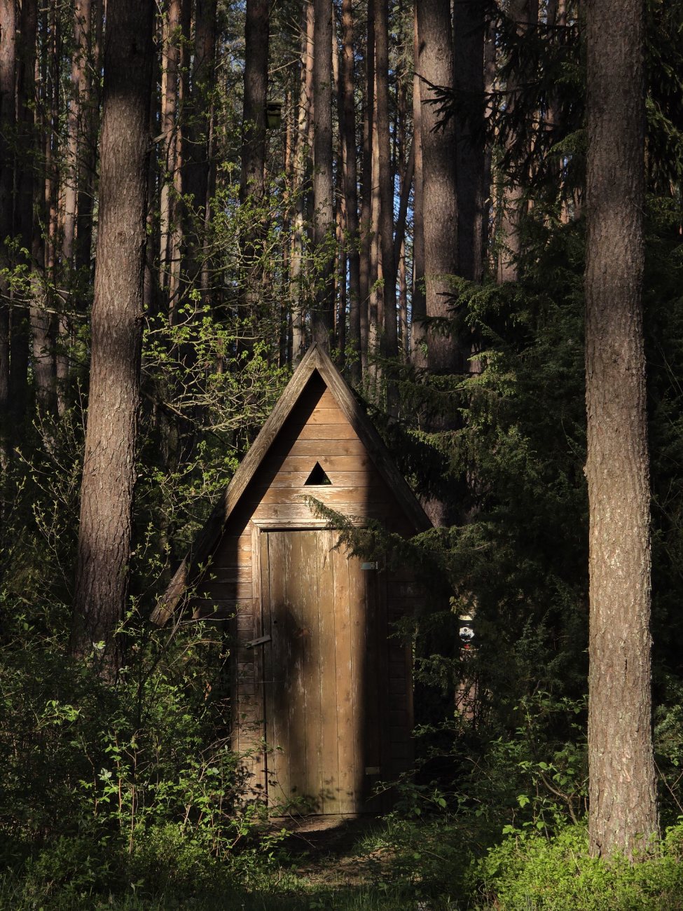 A forest view